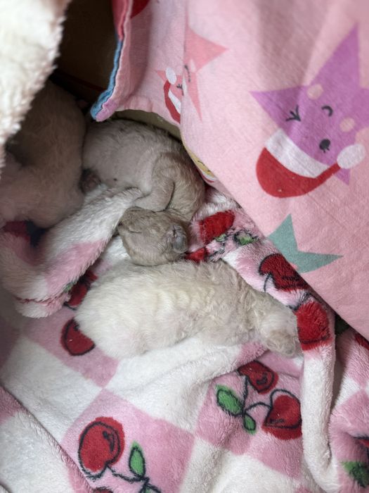 Раннее резервирование, самые красивые малыши