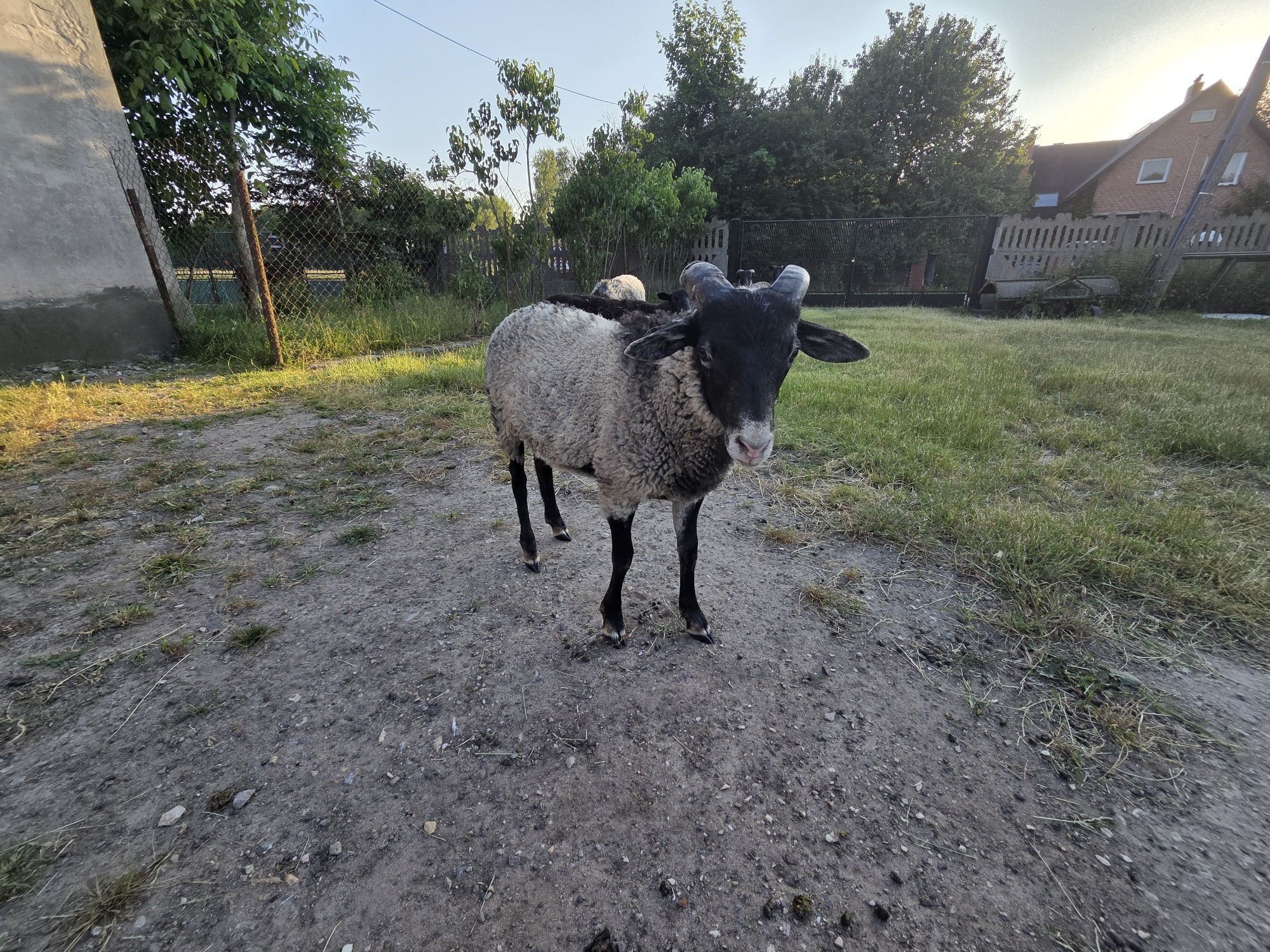 Baranki Wrzosówka
