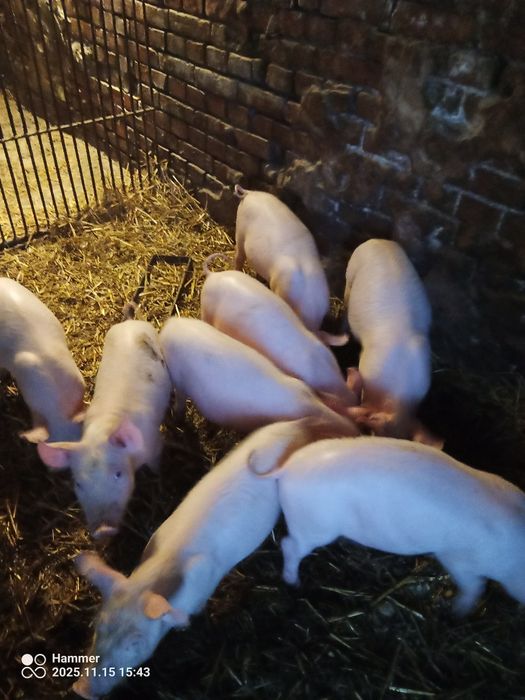 Prosięta ,warchlaki