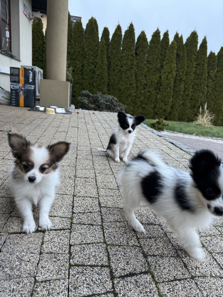 Papillon szczeniak Spaniel kontynwntalny miniaturowy