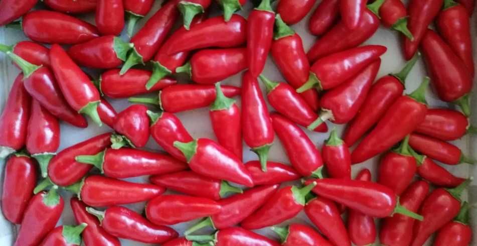 Pimenta malagueta (piri-piri)