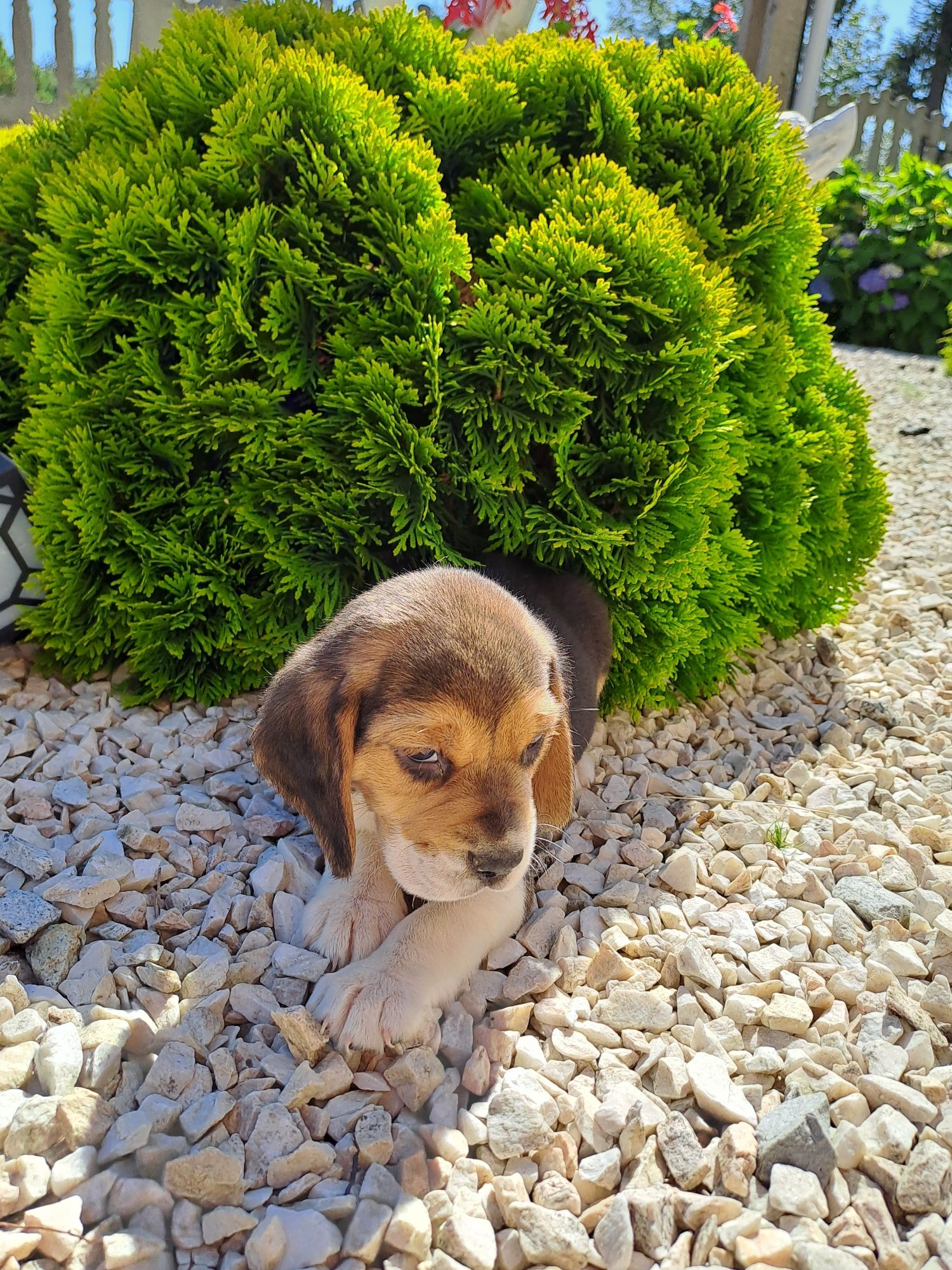 Piesek beagle tricolor.