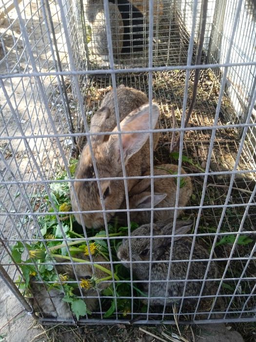 Продам кроликів " як зайці"