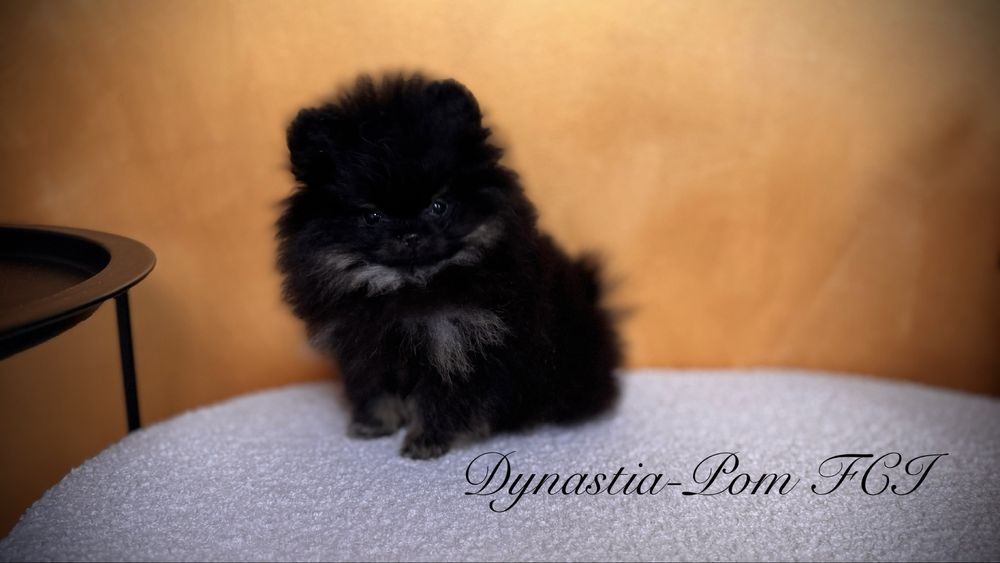 Szpic miniaturowy pomeranian FCI - mini
