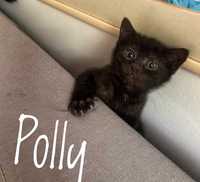 Maleńka Polly do adopcji
