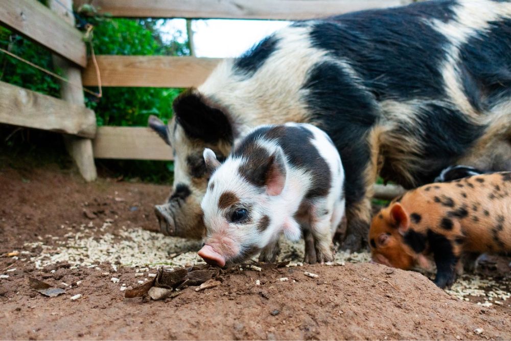 Leitões KuneKune