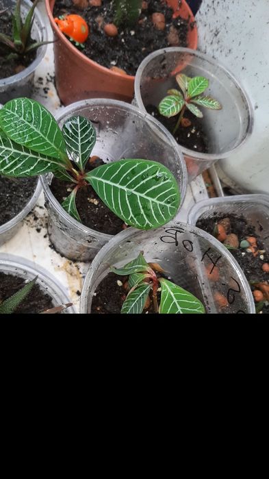 комнатные цветы/квіти/рослини