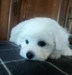 Bichon frise fci Bubu