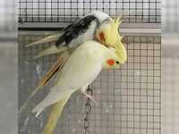 Попугаи с питомника корелла ручные ,говорящие попугаи