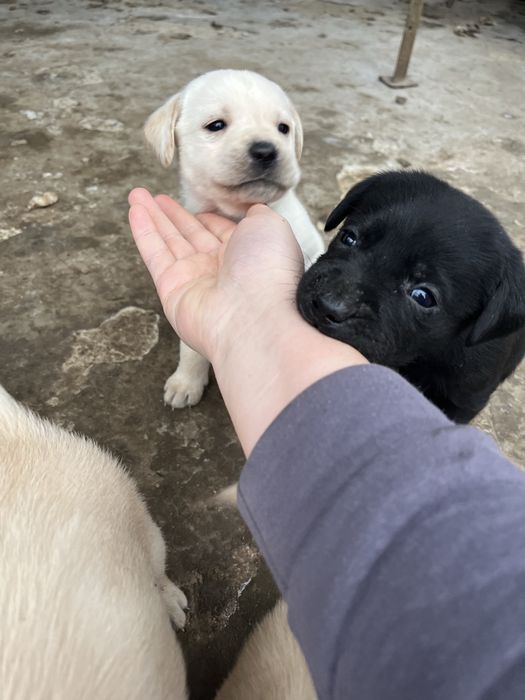 Цуценя лабрадора