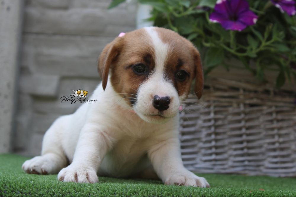 Suczka Jack Russell Terrier*ZKwP FCI*Gotowa do Odbioru