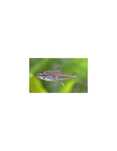 Peixe_Tetra Neon Rosa