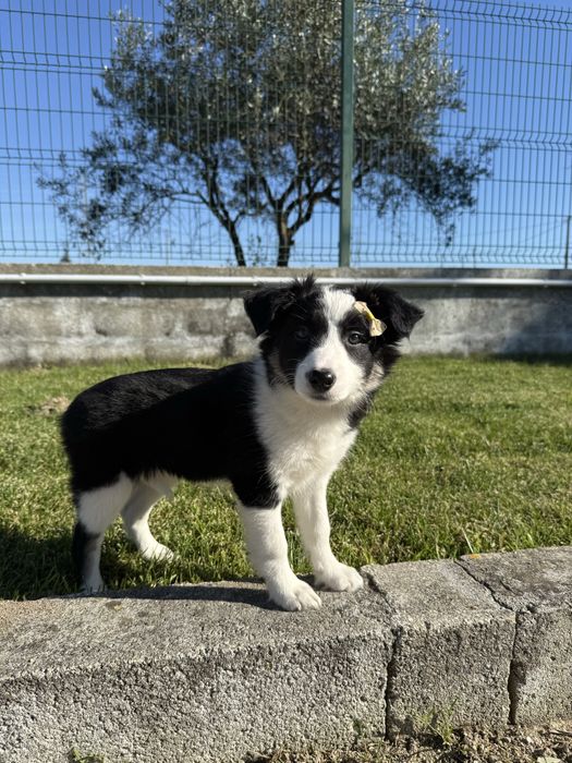 Border collie Preta e branca super Meiguinha