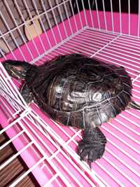 Червоновуха черепаха
