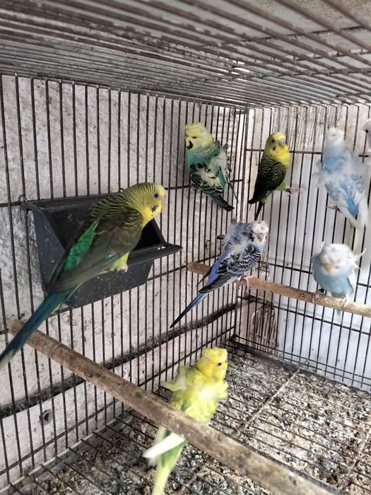 Periquitos hagoromos