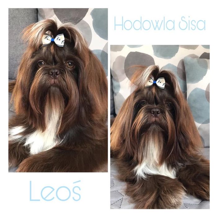 Shih Tzu czarna suczka gen czekoladowy i niebieski