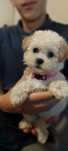 Bichpoo suczka , bichon fris I pudel toy.