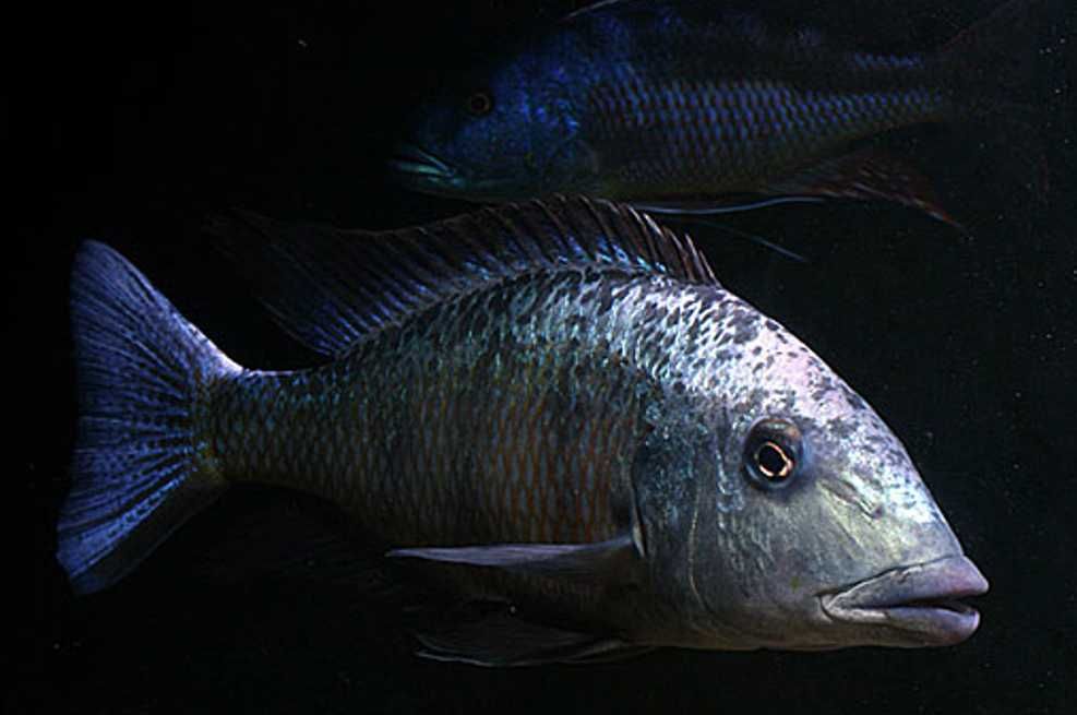 Fossorochromis rostratus - dowozimy, wysyłamy