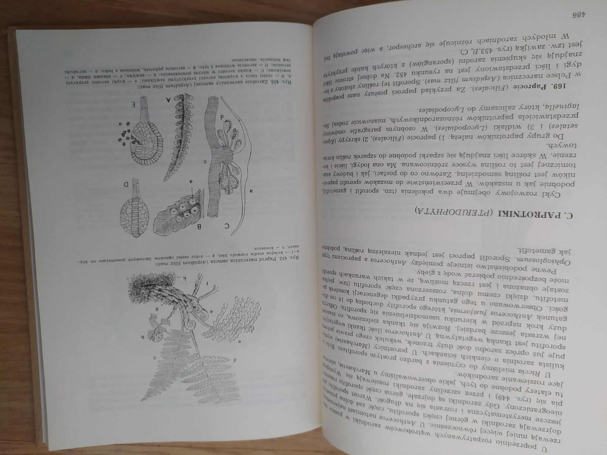 Anatomia Roślin, Edmunt Malinowski. Studia, PWN