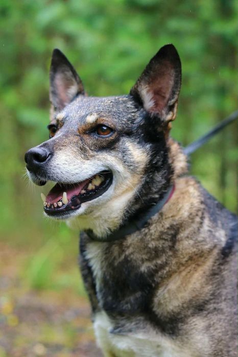 Gwara to niezwykła sunia - spokojna,delikatna i bardzo wdzięczna