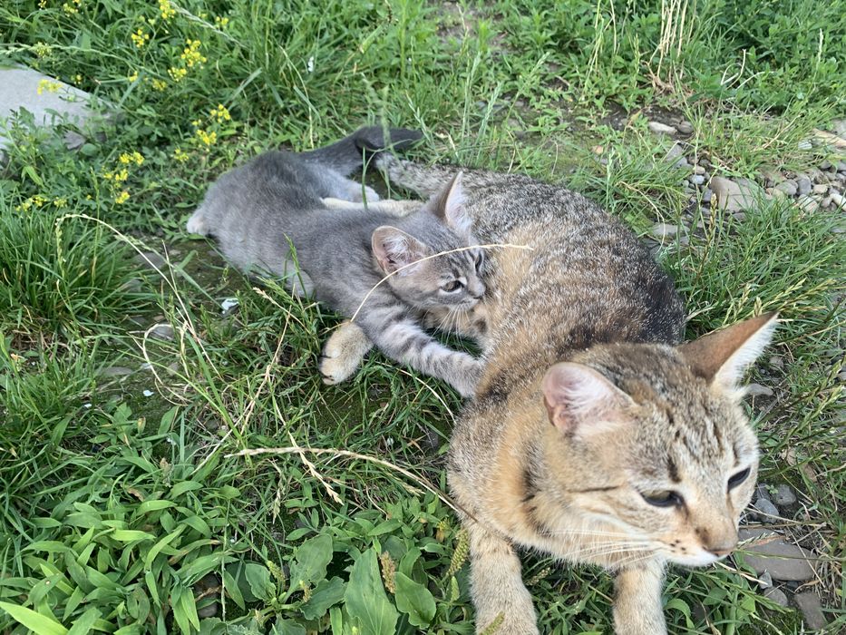 Отдам в хорошие руки стерилизованную кошку с котёнком