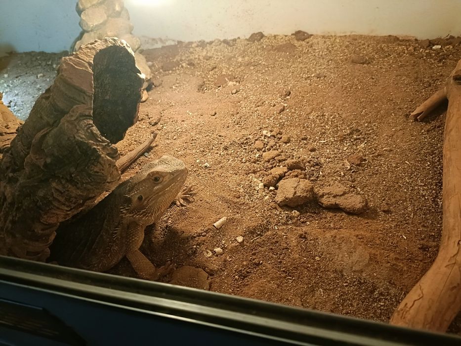 Sprzedam terrarium z agamą brodatą