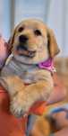 Żółta, biszkoptowa suczka labrador retriever ZKwP FCI
