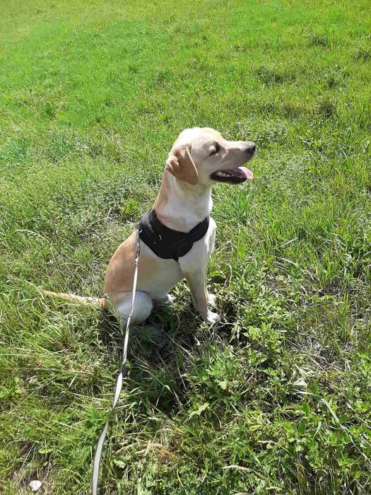 Oddam pieska rasy Labrador Retrivier  w dobre ręce (za darmo)