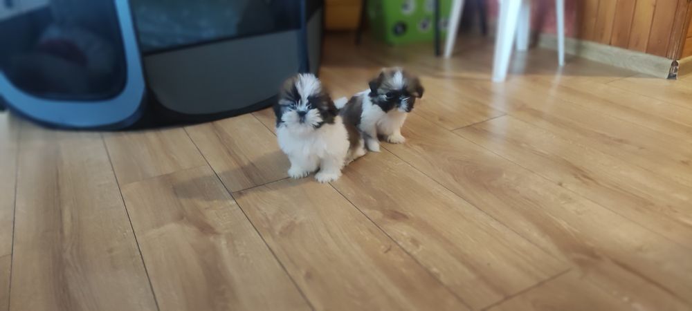 Shih tzu sprzedam tricolor
