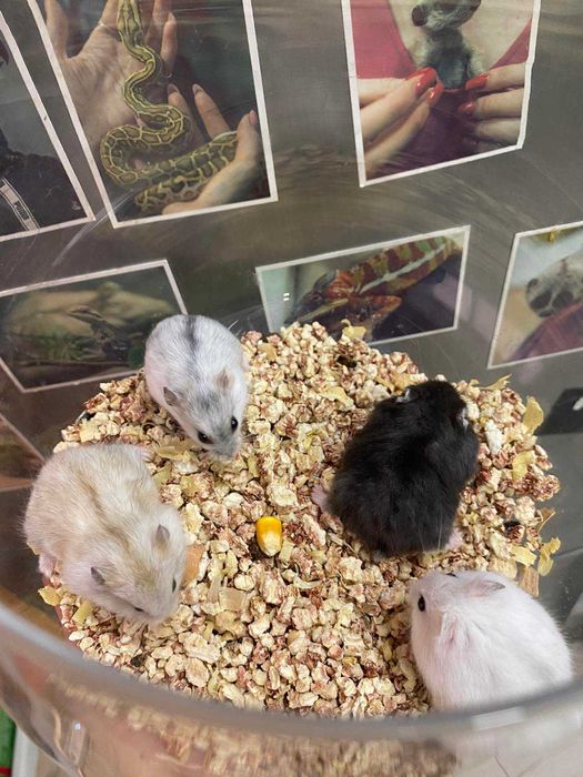 Хомяк джунгарский - різнокольорові джунгаріки хомяки