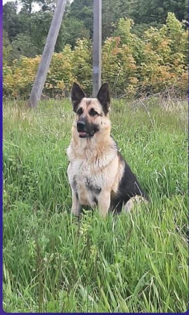 Цуценята німецької вівчарки