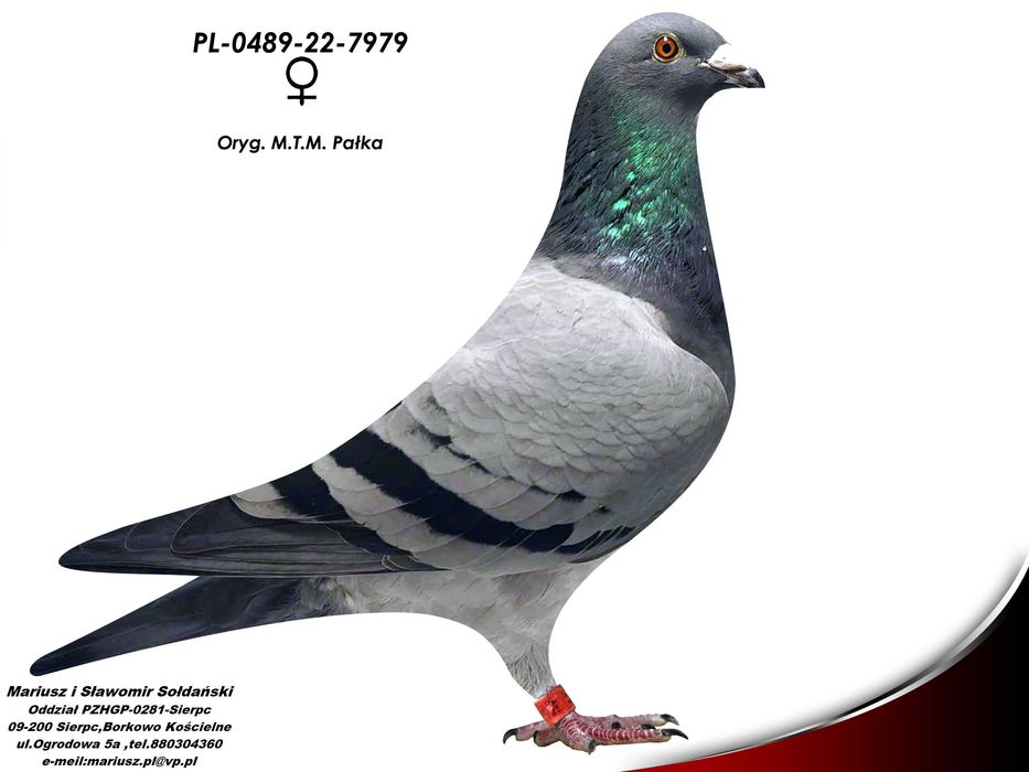 Gołębie Pocztowe -  oryg. M.T.M. Pałka