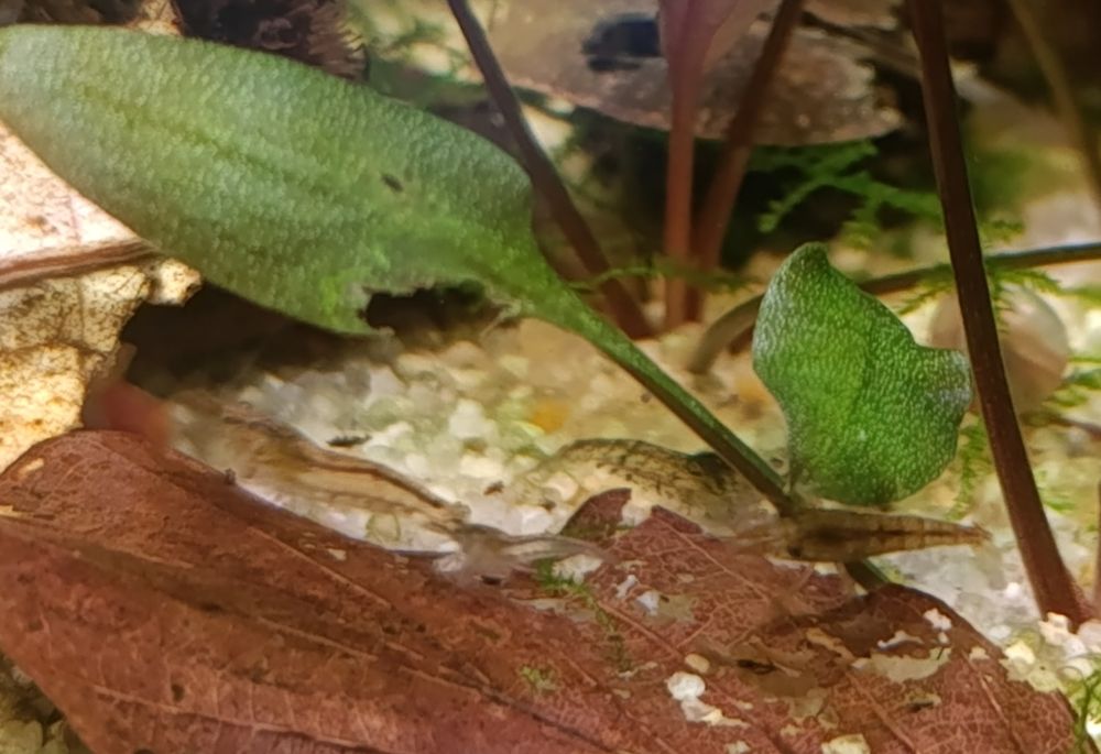 Krewetki neocaridina kundelki