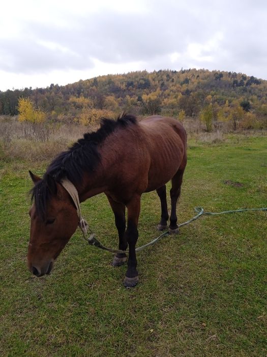 Продам жеребця  2.6 років