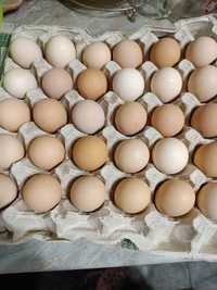 Опт инкубационные яйца адлер серебристый мясо-яичный, отправка