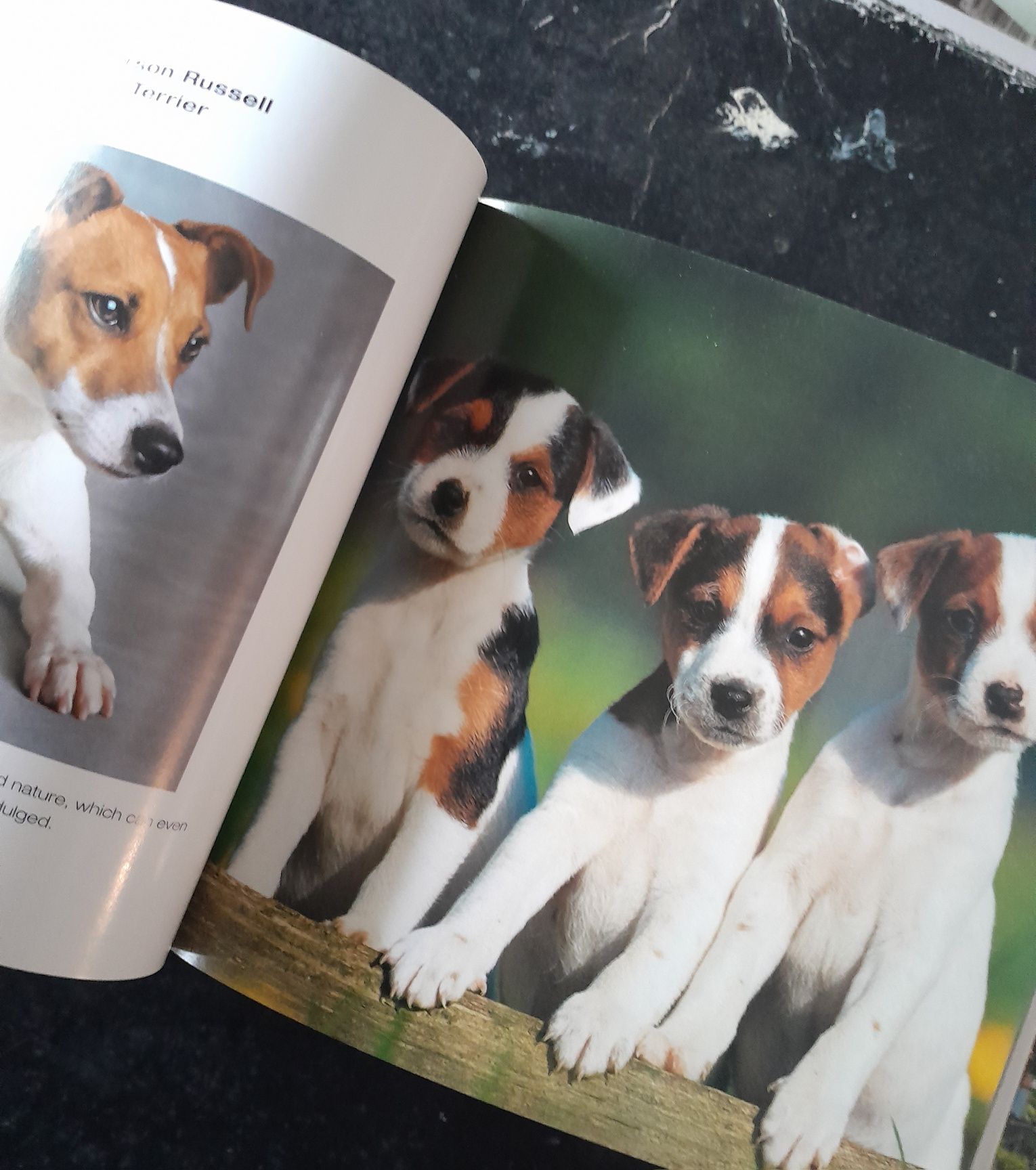 Dogs Cube Book livro sobre cães