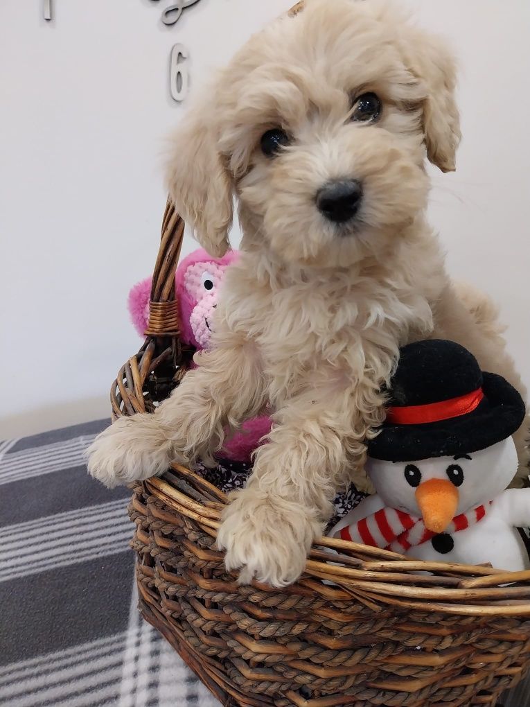 Cachoro maltipoo