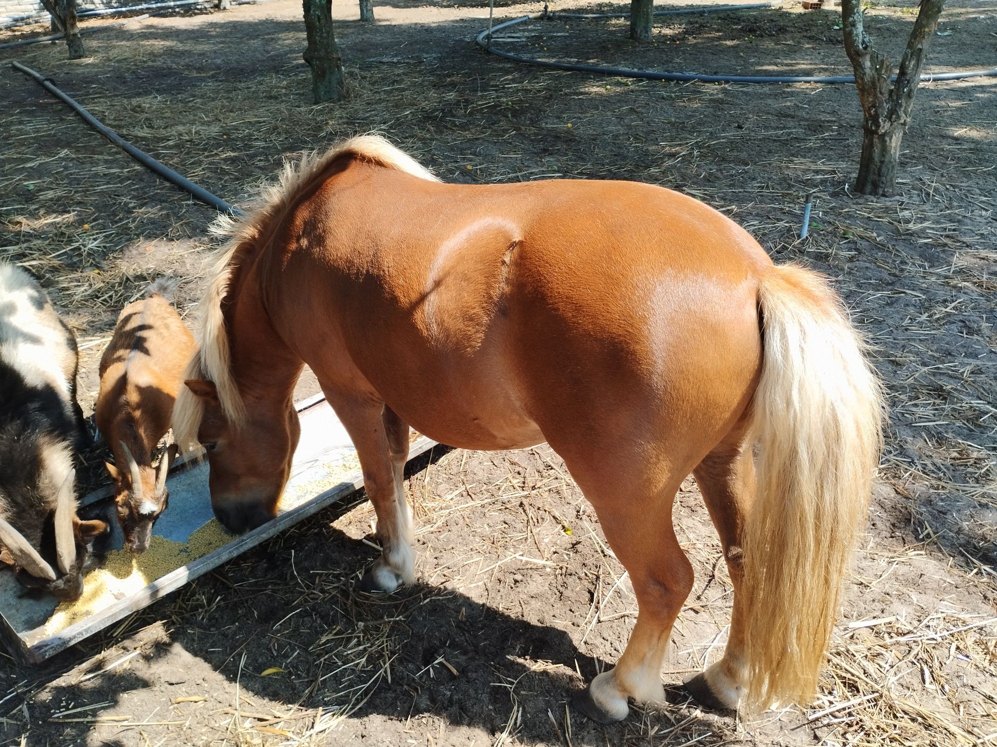 Pónei (macho) ótimo para manter quintal sem ervas