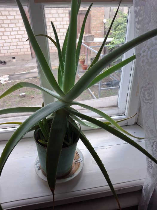 Продам  алоє ,кімнатну рослину