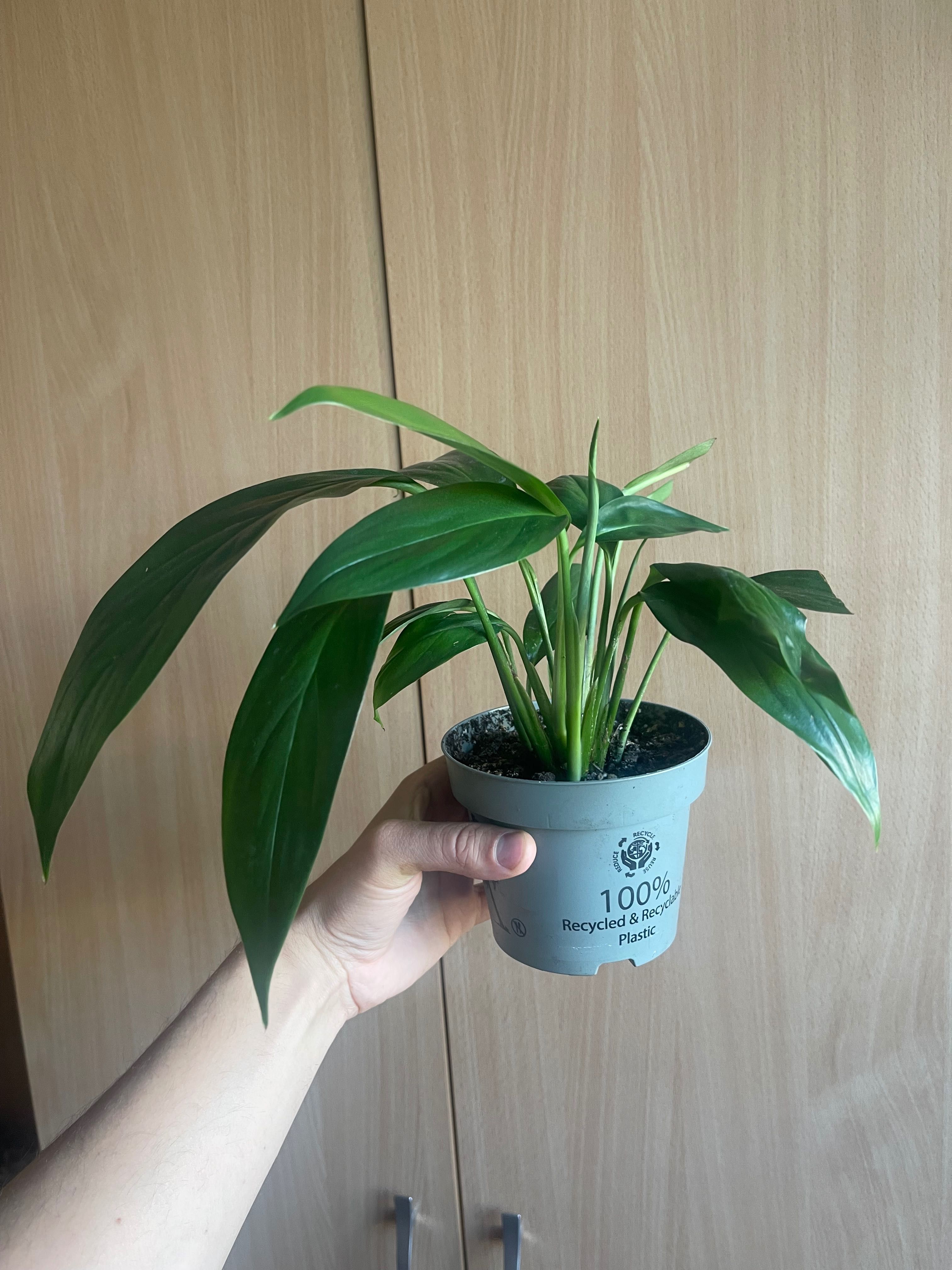 Epipremnum amplissimum