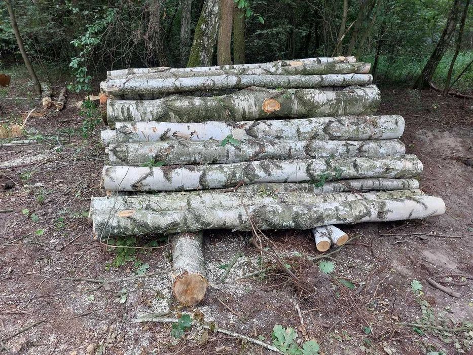 brzoza drewno opałowe kominkowe  w kłodach 2,5m