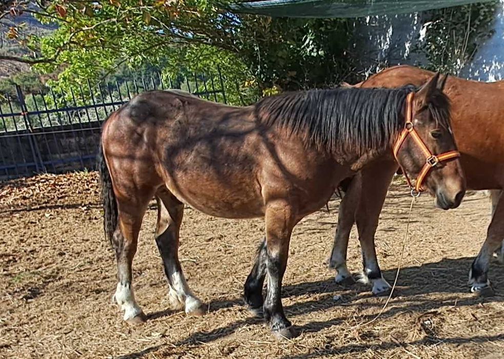Vendo poldro Breton 2024 (13 meses)