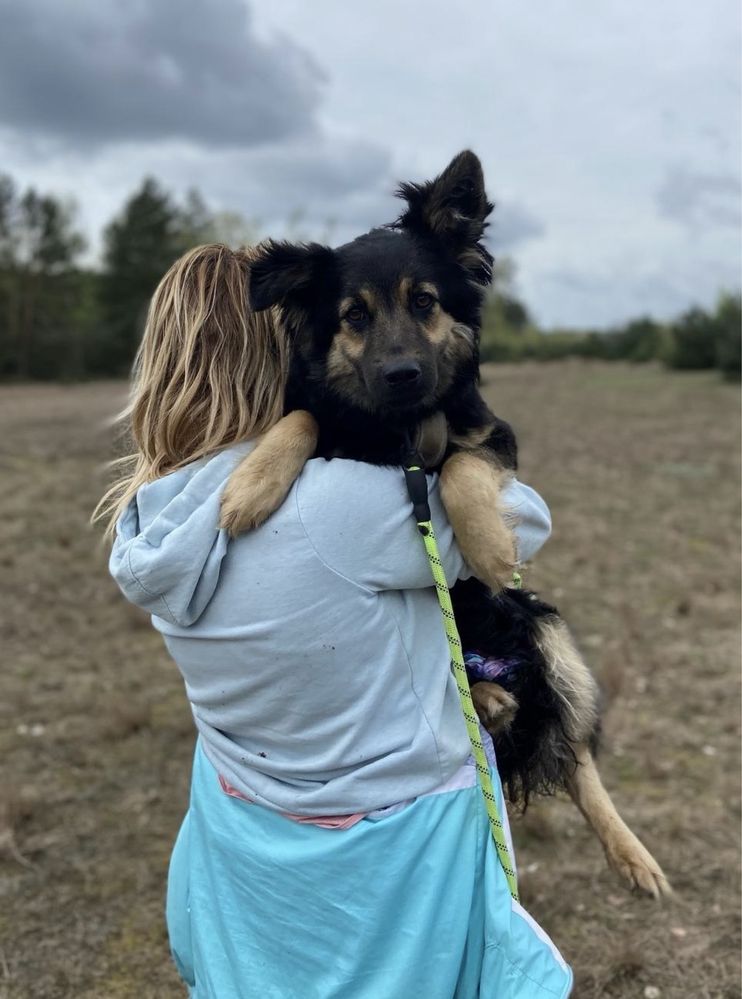 Tygodniami siedzi w budzie. Przerażona, psi podlotek do adopcji