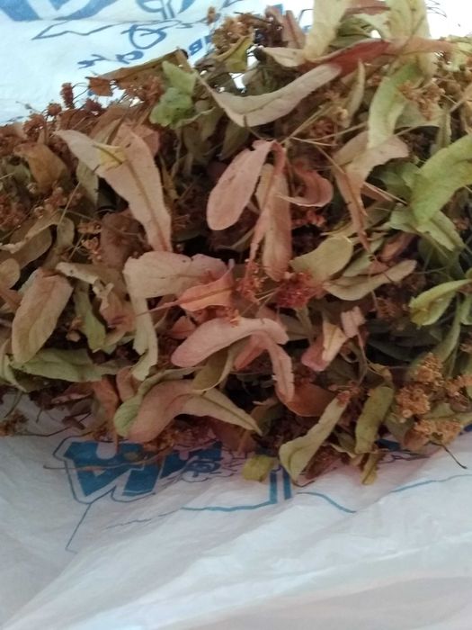 липа домашня передам волонтерам