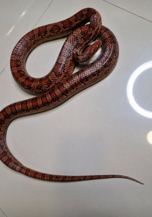 Wąż zboczowy samica