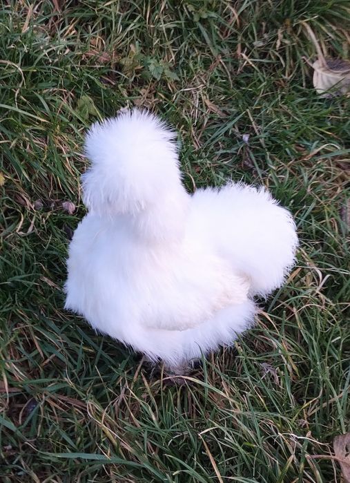 Same Kury. Kura silki Silka.