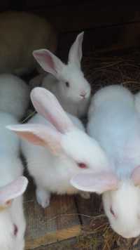 króliki temondzkie białe i srokacze