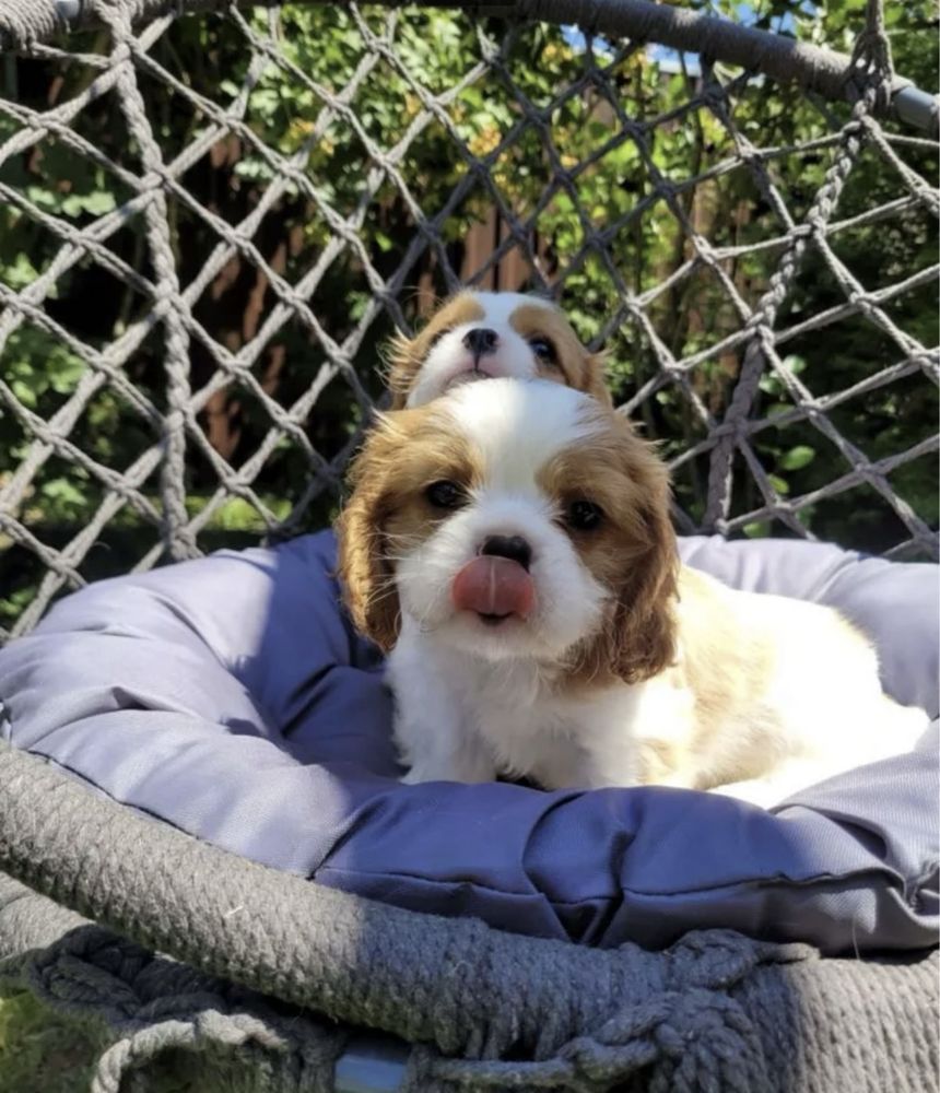 Cavalier king charles spaniel szczeniak ekstra klasa