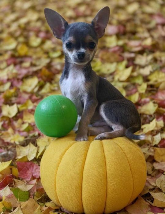 Обаяшка мальчик чихуахуа. Blue tan.