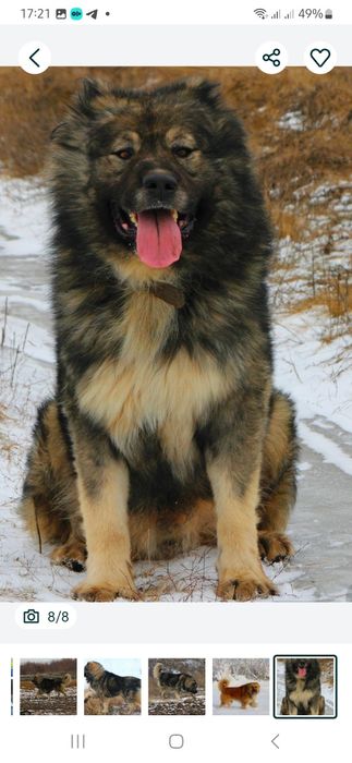 Кобелі  для  в'язки.